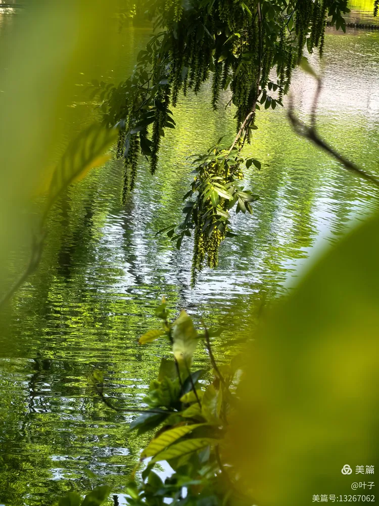 浅夏五月·翠色欲流